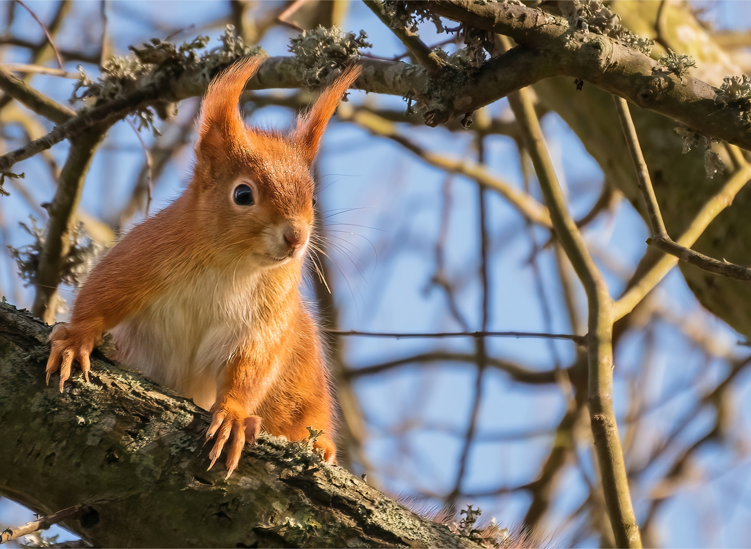 A red squirrel on the Isle of Wight.
